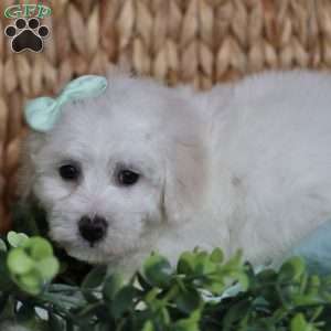 Gracie, Bichon Frise Puppy